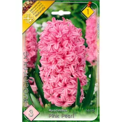 Pink Pearl jácint hagyma (3db/csomag)