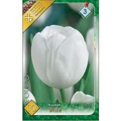 White tulipán hagyma (10 db/csomag)