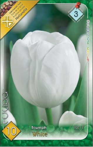 White tulipán hagyma (10 db/csomag)