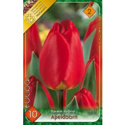 Apeldoorn tulipán hagyma (10 db/csomag)