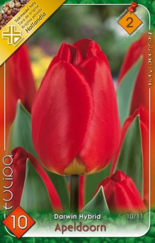 Apeldoorn tulipán hagyma (10 db/csomag)