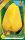 Golden Apeldoorn tulipán hagyma (8 db/csomag)