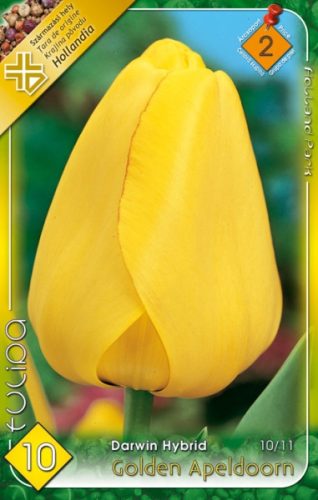 Golden Apeldoorn tulipán hagyma (10 db/csomag)