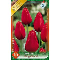 Kingsblood tulipán hagyma (7 db/csomag)