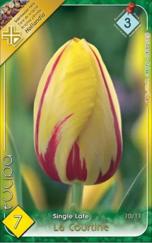 La Courtine tulipán hagyma (7 db/csomag)