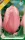 Menton tulipán hagyma (7 db/csomag)
