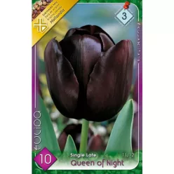 Queen of Night tulipán hagyma (7 db/csomag)