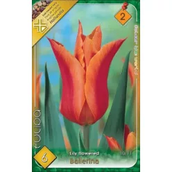 Ballerina tulipán hagyma (6 db/csomag)"