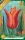 Ballerina tulipán hagyma (6 db/csomag)"