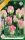 Groenland tulipán hagyma (7 db/csomag)