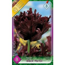 Black Parrot tulipán hagyma (7 db/csomag)