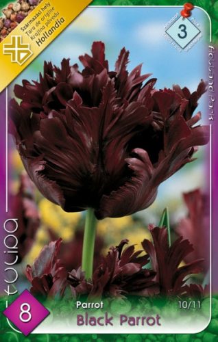 Black Parrot tulipán hagyma (8 db/csomag)