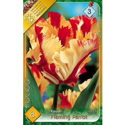Flaming Parrot tulipán hagyma (5 db/csomag)