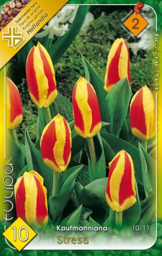 Stresa tulipán hagyma (10 db/csomag)