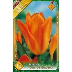 Orange Emperor tulipán hagyma (10 db/csomag)