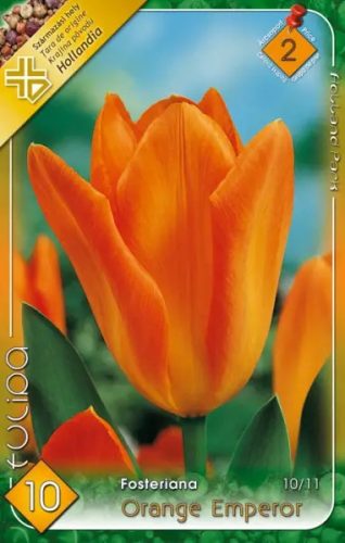 Orange Emperor tulipán hagyma (10 db/csomag)