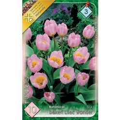 Lilac Wonder tulipán hagyma (10 db/csomag)