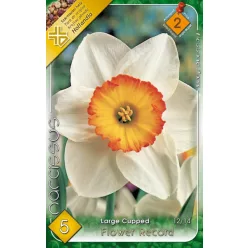 Flower Record nárcisz hagyma (5 db/csomag)