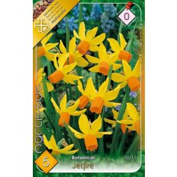 Jetfire botanicai nárcisz hagyma (5 db/csomag)