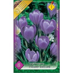 Flower Record krókusz hagyma (8 db/csomag)