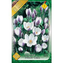 Prince Claus krókusz hagyma (10 db/csomag)