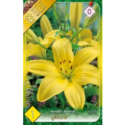 Yellow liliom hagyma