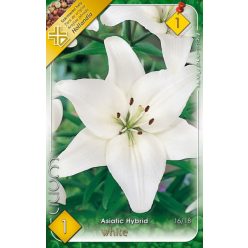 White liliom hagyma