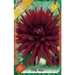 Chat Noir -  kaktusz dália gumó