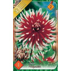  Friquolet - kaktusz virágú dália gumó 1 db