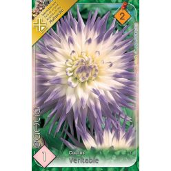 Veritable kaktusz dália gumó 1db/cs