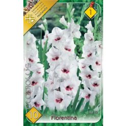 Kardvirág virághagyma - Fiorentina