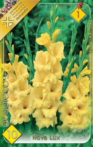 Nova Lux kardvirág hagyma 10db/cs