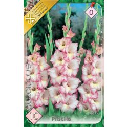 Priscilla kardvirág hagyma