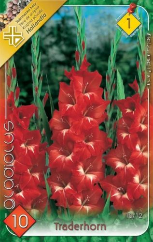 Traderhorn kardvirág hagyma 1db/cs