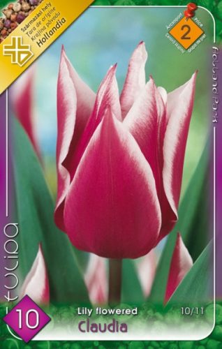 Tulipán virághagyma Claudia
