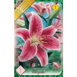 Stargazer liliom hagyma