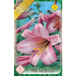 Pink Perfection liliom hagyma