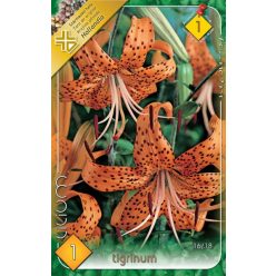 Tigrisliliom hagyma