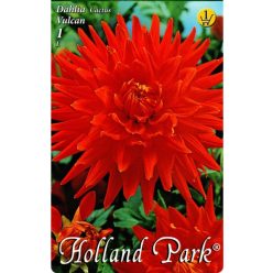 Vulcan kaktusz dália gumó