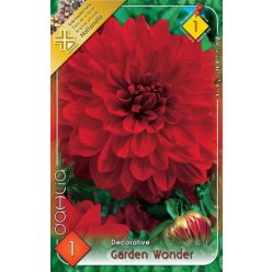 Garden Wonder dekoratív dália gumó