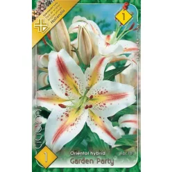 Garden Party - oriental hybrid liliomhagyma 1db/cs