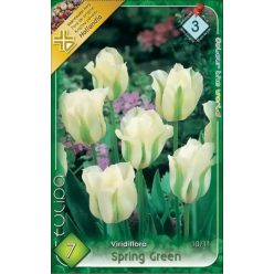 Spring Green tulipán hagyma (7 db/csomag)