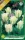 Spring Green tulipán hagyma (7 db/csomag)