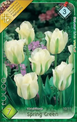 Spring Green tulipán hagyma (7 db/csomag)