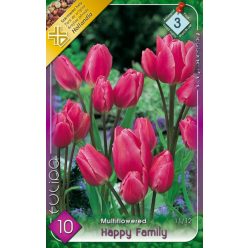 Happy Family tulipán hagyma (10db/csomag)