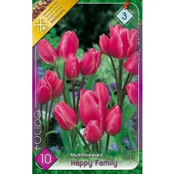Happy Family tulipán hagyma (8 db/csomag)
