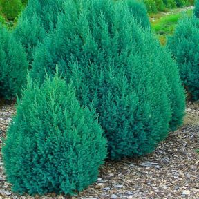 Pikkelylevelű örökzöldek