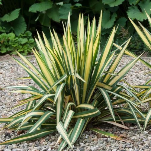 Yucca flaccida 'Golden Sword' - Pálmaliliom