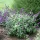 Kék törpe nyáriorgona - Buddleia 'Blue Chip'