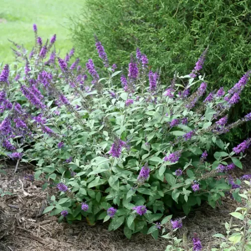 Kék törpe nyáriorgona - Buddleia 'Blue Chip'